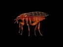 Fleas