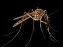 Mosquitoes