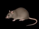 Rats