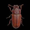 Stored product pests